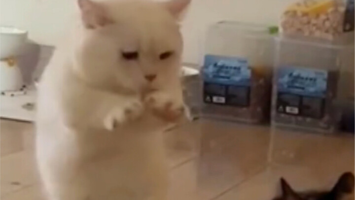 ลูกแมวจะสนุกขนาดไหน?