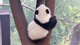 Giant Panda|Mengmeng&Mengbao&Mengyu