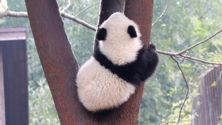 Panda Raksasa|Meng Meng, Meng Bao, dan Meng Yu