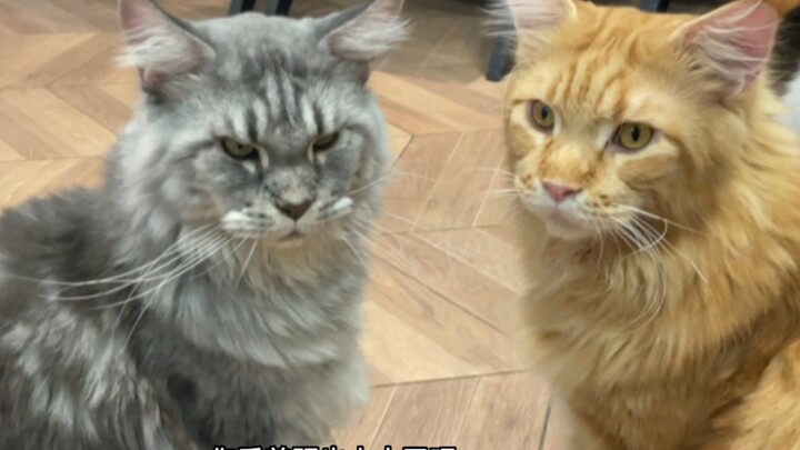 Sneak pergi ke kafe kucing