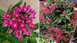 Pentas Plant CARE 101- BEST Soil Mix, Fertilizer, Light & Water Requirements