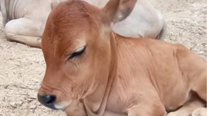 When you suddenly grab the cow’s tongue, it will stare at you with wide eyes.