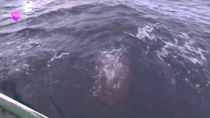Catching and processing giant octopus by a Japanese fisherman