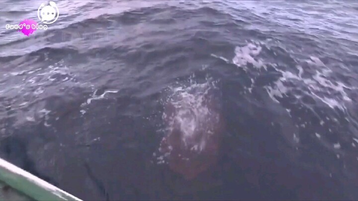 Catching and processing giant octopus by a Japanese fisherman