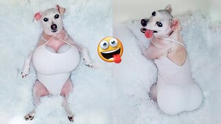 Best Of 2022 - Funny Dogs Videos - Try Not To Laugh