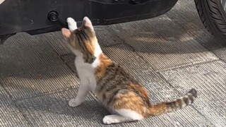 Si kecil liar juga punya mainan