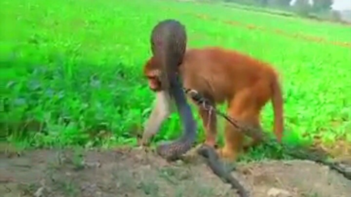 monkey and king cobra #kidsvideo