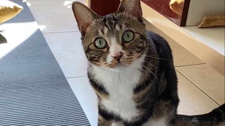 Done, I’m shrimping out [Pee-Pee Is a Cat]