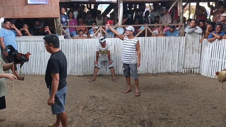gandara Samar Kelso
