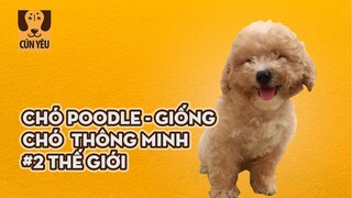 Chó Poodle - Giống Chó Thông Minh #2 Thế Giới | Cún Yêu