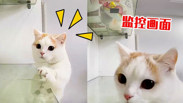 Cat Climbs High Platform to Steal Food, Caught Red-Handed on Camera—Cat: No Way to Escape Now!