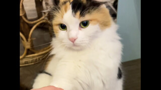 Found a beautiful girl, everyone! I'm crying! She wouldn't even bite me! She loves me, she loves me,