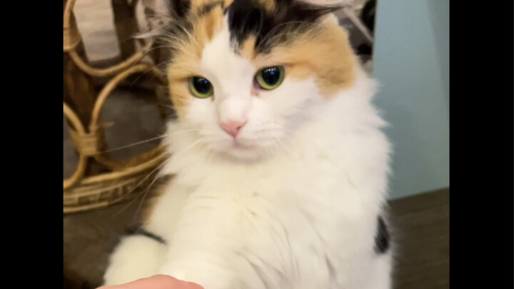 Found a beautiful girl, everyone! I'm crying! She wouldn't even bite me! She loves me, she loves me,