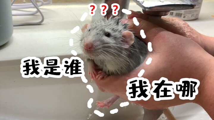 Bathing the little dwarf hamster turned into a poop-boiling scene?