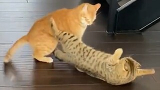 “ 最讨厌猫的果然是猫 ”