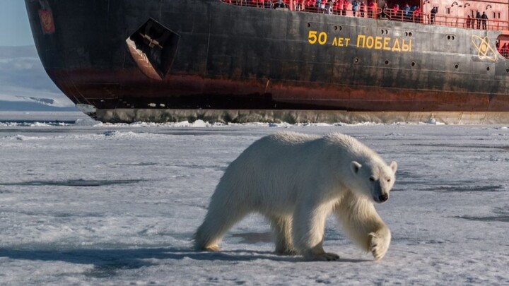Gấu Bắc Cực gặp tàu phá băng hạt nhân, tò mò đứng dậy.