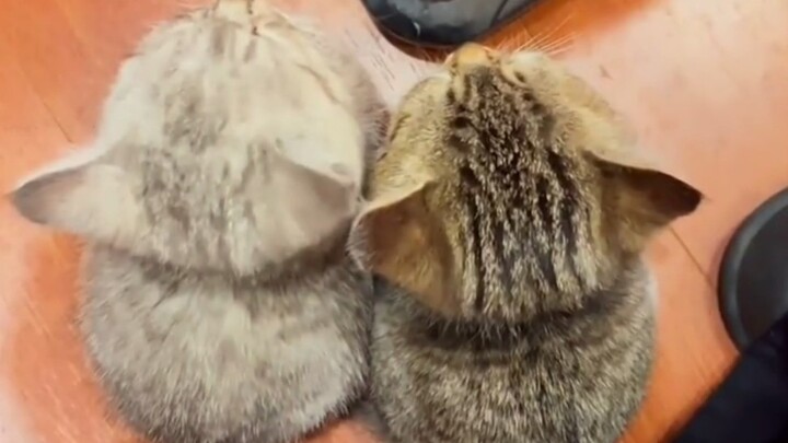 Cat: Who doesn’t have a sidekick these days?