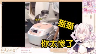 日本萝莉看《好奇心害死猫》当场绷不住了！“猫猫，你输了！！！”