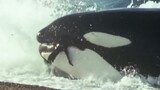 นี่คือเหตุผลที่วาฬทั้งหมดกลัว Orca