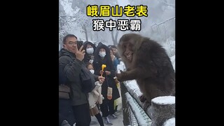What is the difference between Emeishan monkeys and golden monkeys?