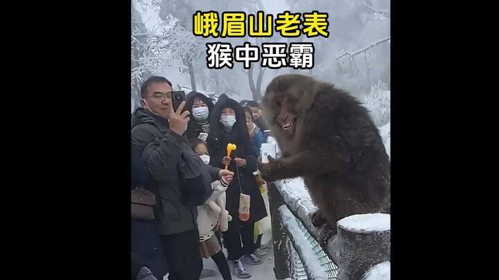 峨眉山猴子和金丝猴有啥区别