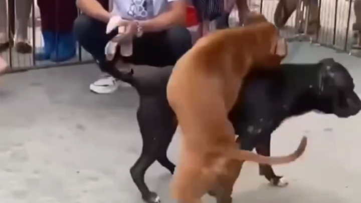 ？？？ Quá bá đạo, còn bá đạo hơn cả bạn tưởng tượng