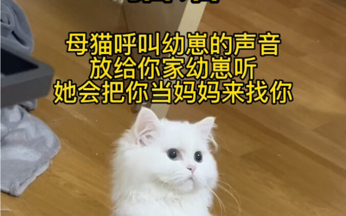 Cat Language: Calling the Kitten Play this cat phrase loudly, and your cat will think of you as its 