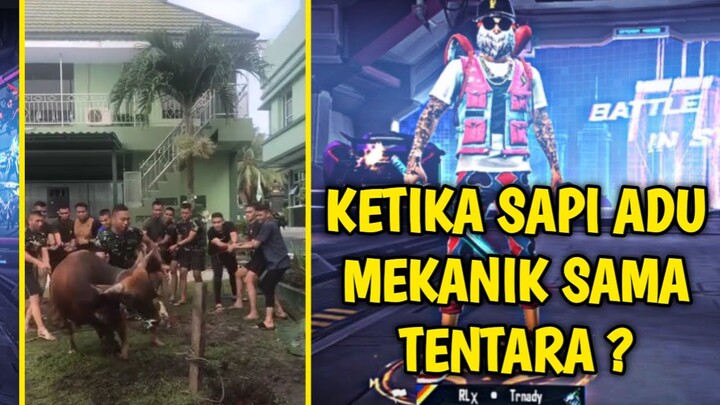 KETIKA SAPI ADU MEKANIK SAMA TENTARA