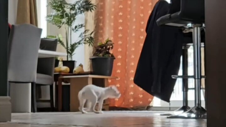 Tokyo Drift 2 - Blanca Returns