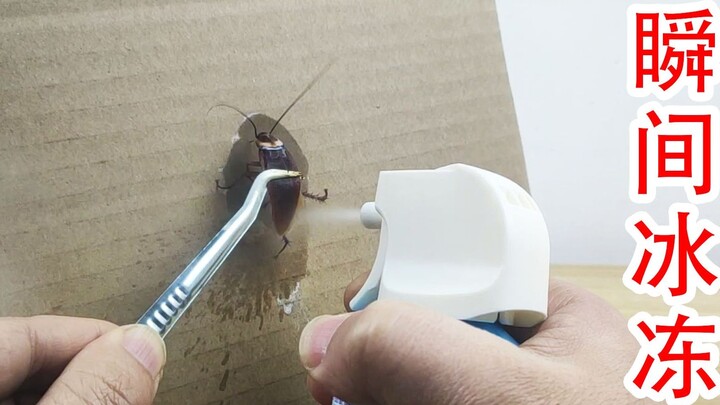 Can you really freeze cockroaches? Spray them with a quick cooling agent!