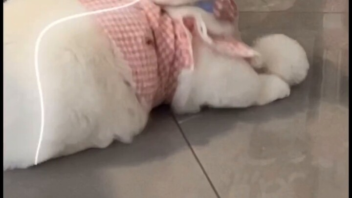 Haha, tôi hiểu rồi. Tôi sẽ ghi lại toàn bộ bằng chứng cho anh!