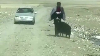 The little black sheep inexplicably argued back with its owner, who couldn't bring himself to hit it