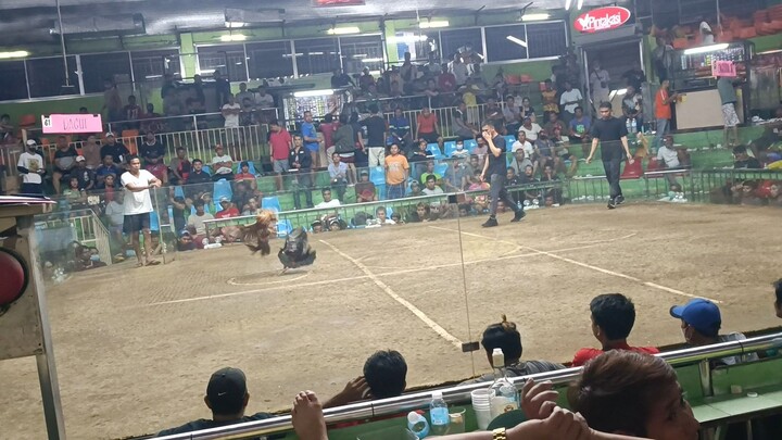 3 Hits Ulutan @ Sta. Monica Cockpit. 3rd fight Championship. Right Side Lose. Gold