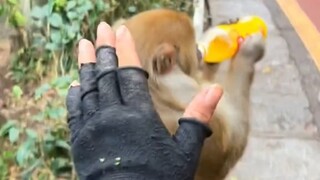 Kumpulan Unggulan Huan Ge