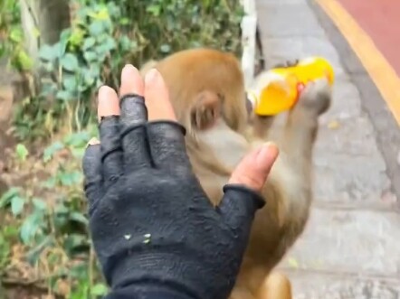 مجموعة الأخ القرد