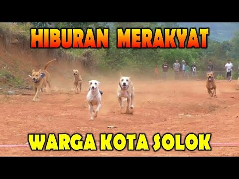 PACU ANJING KOTA SOLOK ( HARI JUM'AT  11 DESEMBER 2020 ) SUMATERA BARAT
