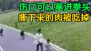 On December 18, a mother and daughter were attacked by a pack of dogs while taking a walk in the par