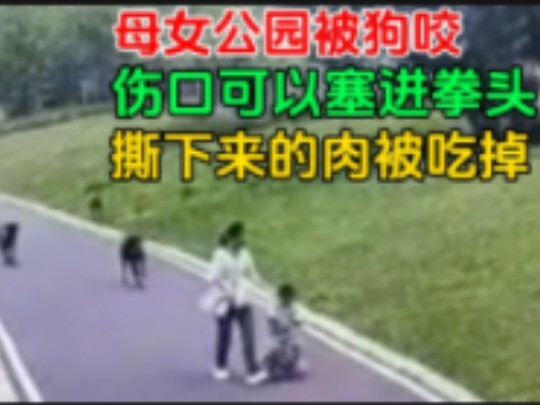 วันที่ 18 ธันวาคม แม่และลูกสาวคู่หนึ่งถูกฝูงสุนัขรุมโจมตีขณะเดินเล่นในสวนสาธารณะ ภาพที่เห็นช่างน่าเว