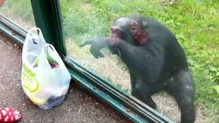 Orangutan tersebut ingin minum, namun turis tersebut mengatakan tidak bisa memberikannya, akibatnya 