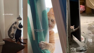 众所周知，猫猫爱八卦是天生的