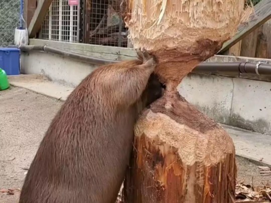 Beavers gnaw on trees—this guy sure has a strong bite!