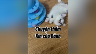Bảnh nguuuu ngốkkkk mèo