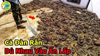 10 Lần Động Vật Hoang Dã Đột Nhập Vào Nhà Người Dân Gây Ám Ảnh Nhất |Vivu Thế Giới