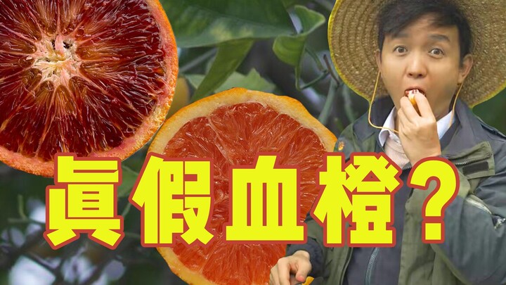[Fruit Hunter x Hunter] Some people always claim they've bought fake blood oranges—here's how to tel