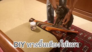 แมวเจ็บขา DIY ทางขึ้นเตียง​ให้แมว