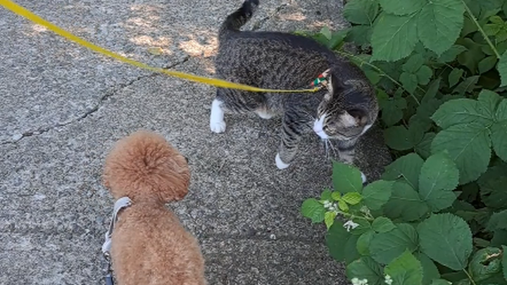 I always pretend to stroll by casually, but secretly wait for a chance to sniff Fufu’s fruit.