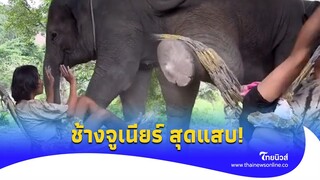 แสบจัด! ช้างจูเนียร์ หวงเปลขั้นสุด เมื่อพ่อมาขอนอน สุดท้ายเกือบขิต?| - ไทยนิวส์|update 14 -PP