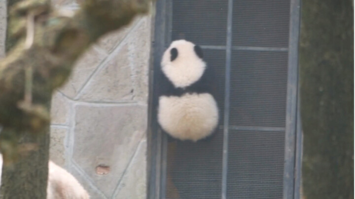 【Panda Lan Xiang】Lan Xiang! Your Son Is Getting Away!