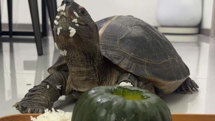 It can actually eat an entire Baby Boo pumpkin.