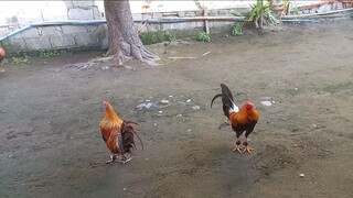 LeBRENT GF & Q-BROTHERS FINAL SPAR PARA SA 3HITS ULUTAN IN CALUMPIT COCKPIT ARENA DECEMBER 23, 2023.